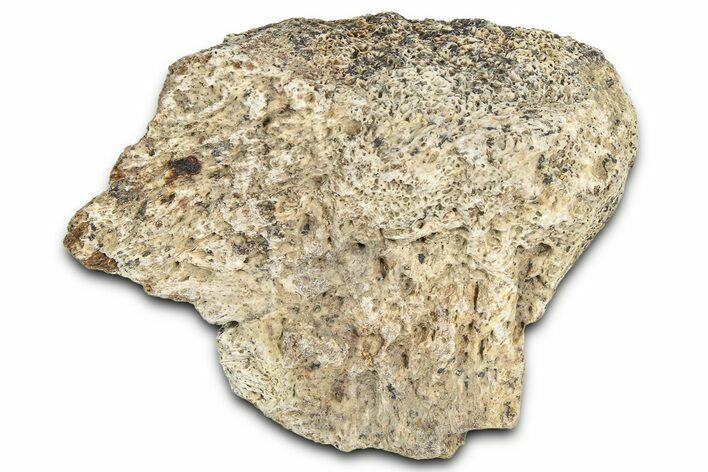 Dinosaur (Triceratops) Frill Shield Section - Montana #366630